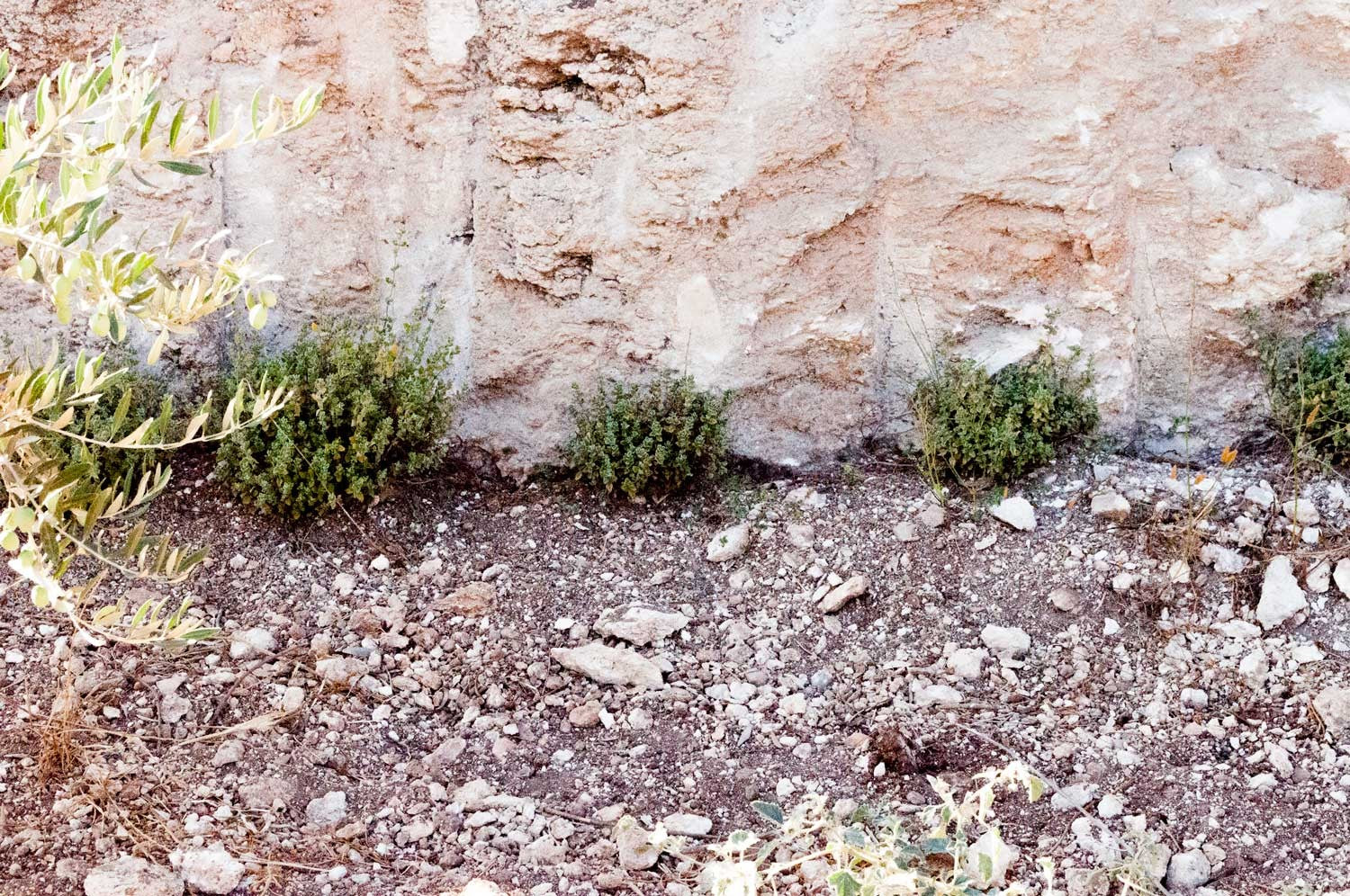 Mélange Za'atar - bio
