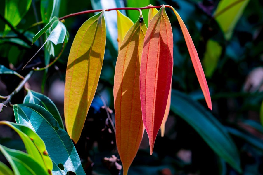 Feuilles de cannelier du Népal - bio