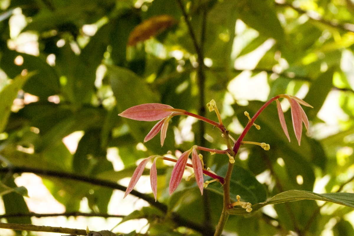 Feuilles de cannelier du Népal - bio