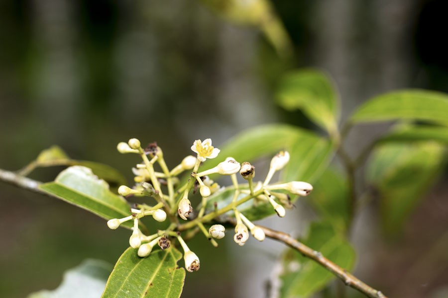 Feuilles de cannelier du Népal - bio