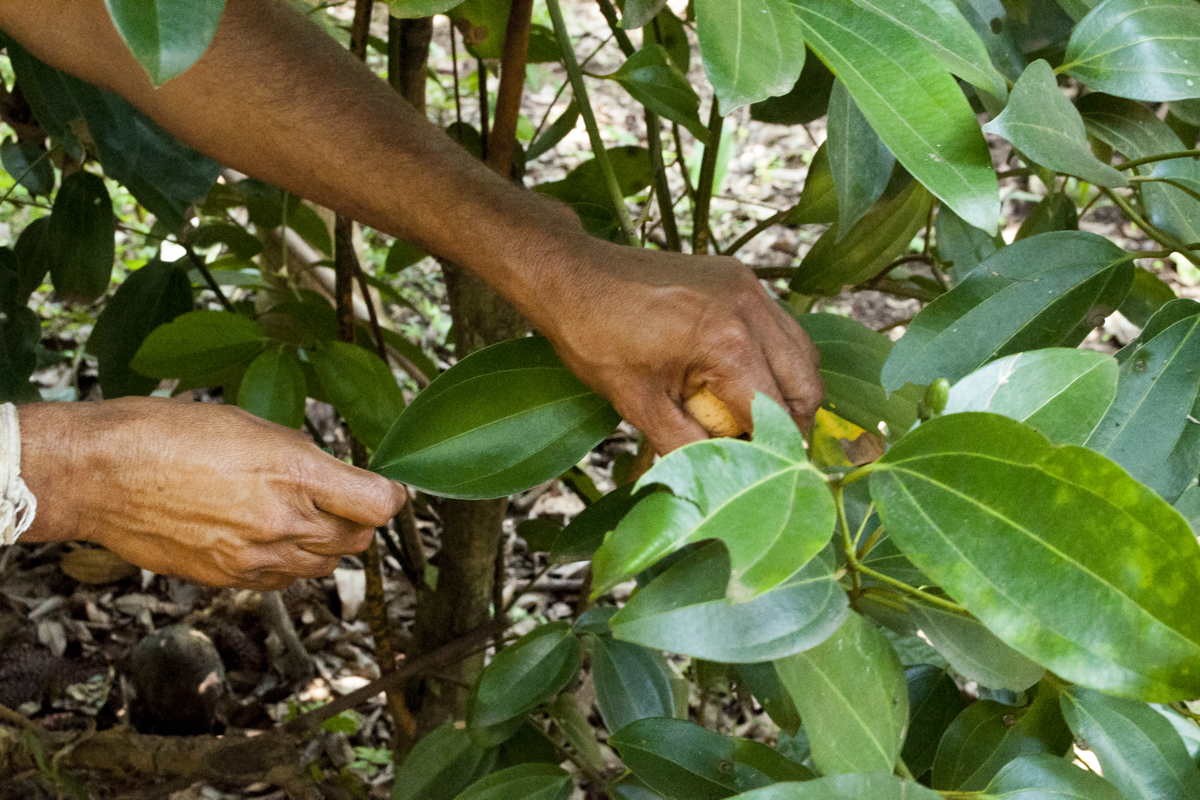 Feuilles de cannelier du Népal - bio