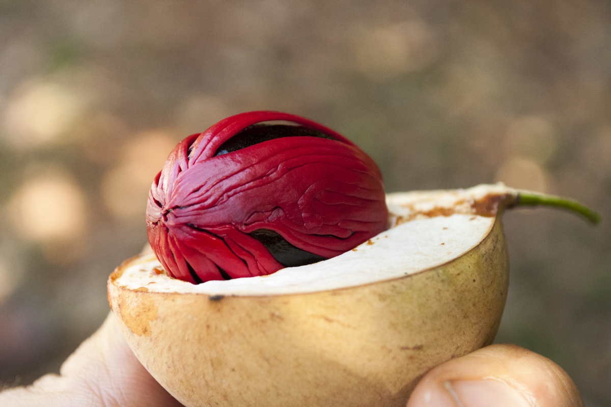Macis du Sri Lanka – bio