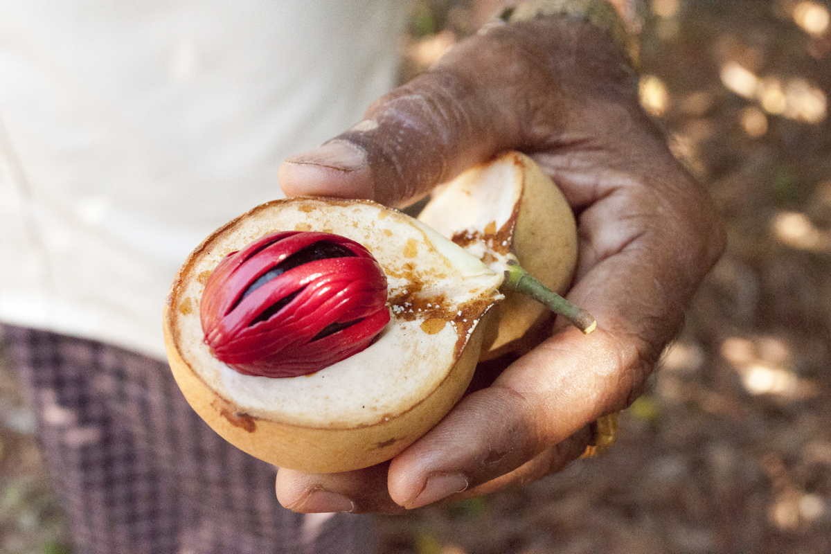 Macis du Sri Lanka – bio