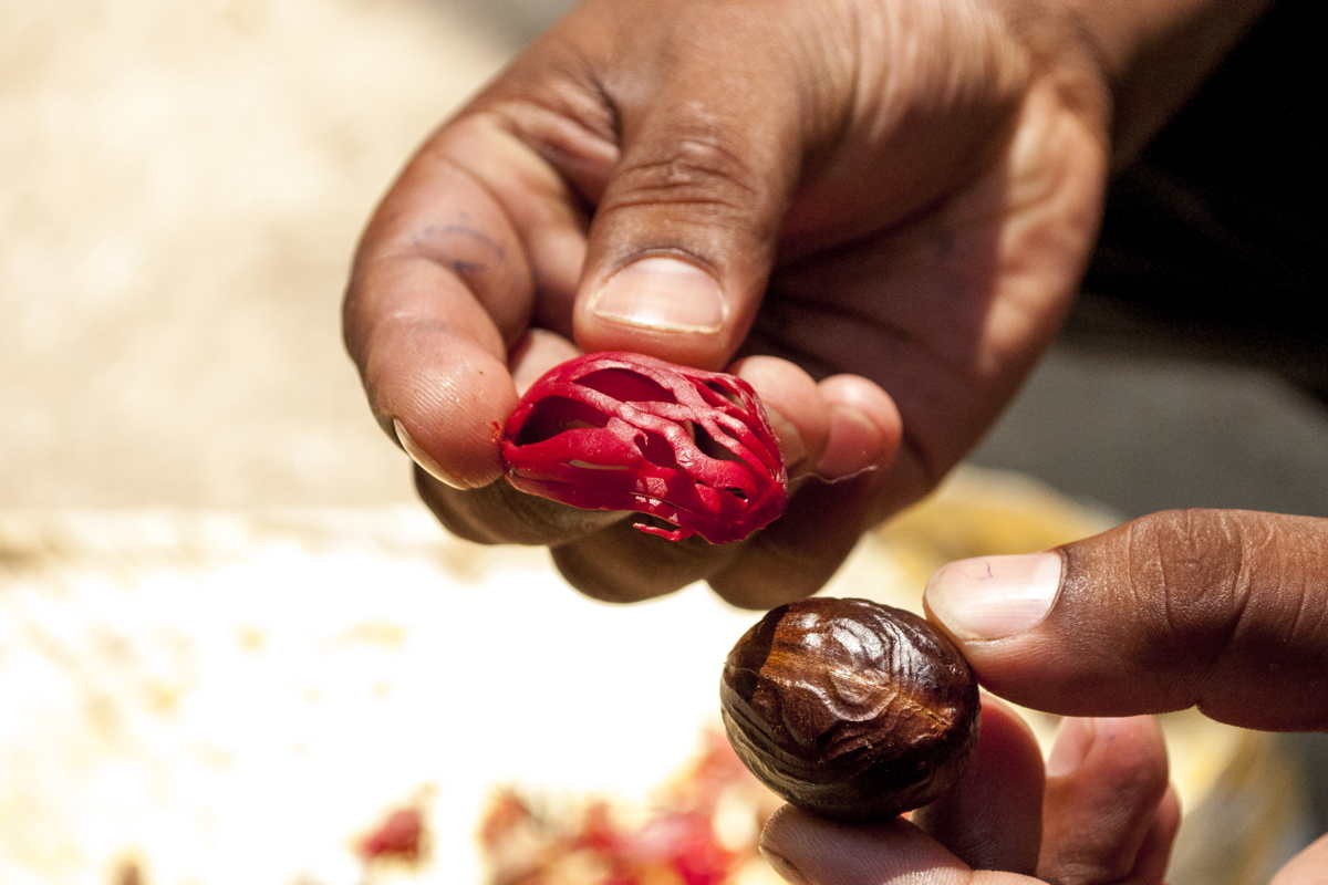Macis du Sri Lanka – bio