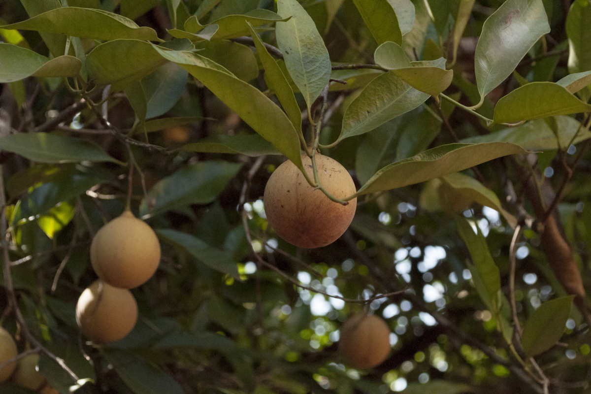 Macis du Sri Lanka – bio