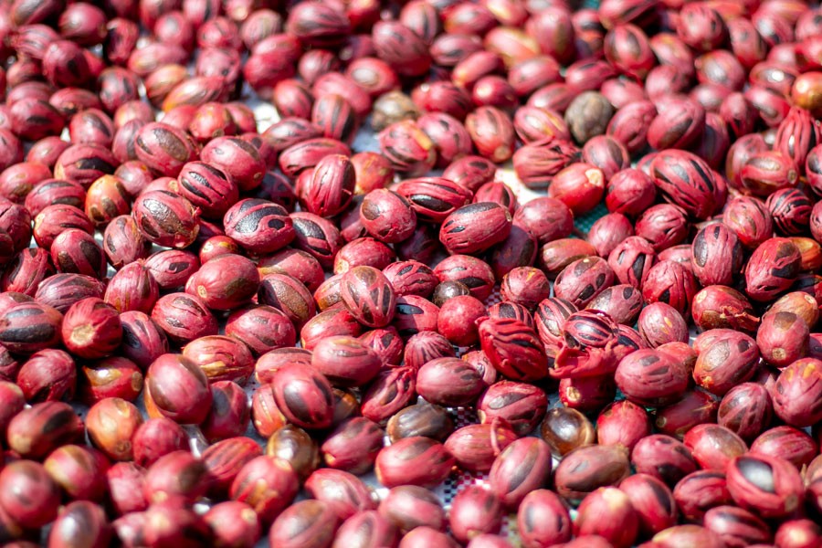 Macis du Sri Lanka – bio