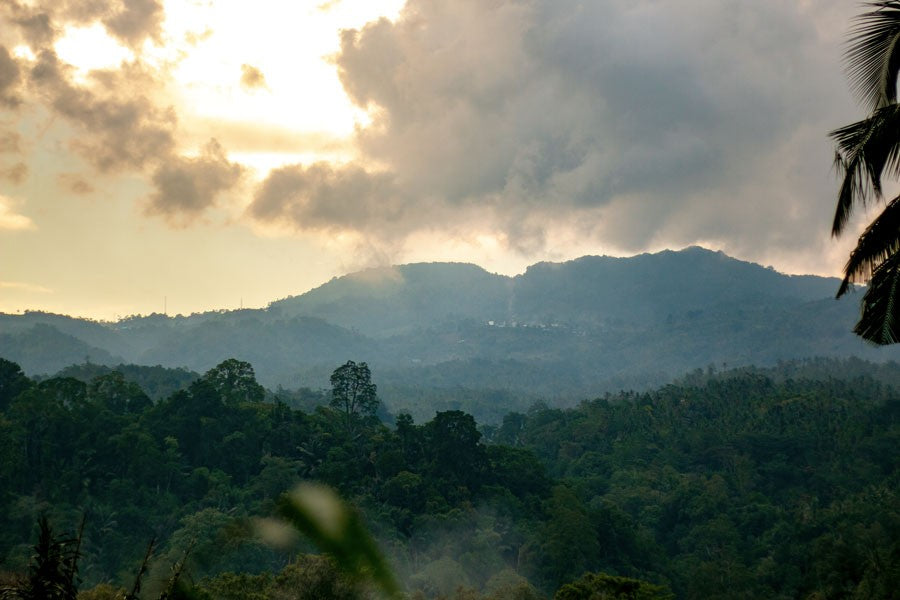 Macis du Sri Lanka – bio