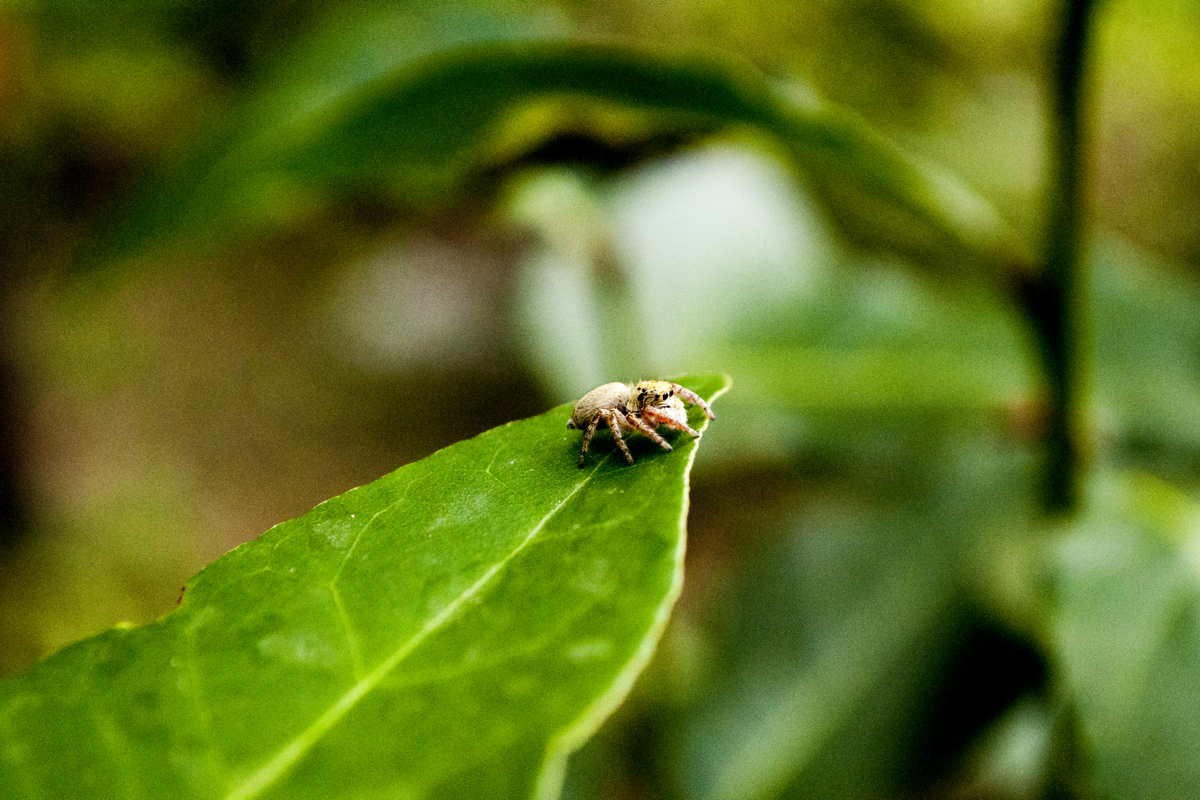 Laurier du Languedoc – bio et sauvage