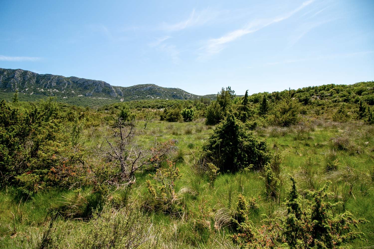 Laurier du Languedoc – bio et sauvage