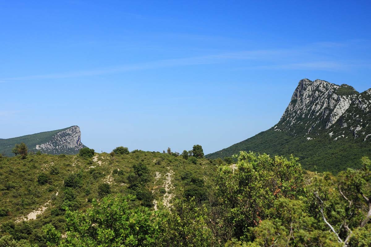 Laurier du Languedoc – bio et sauvage