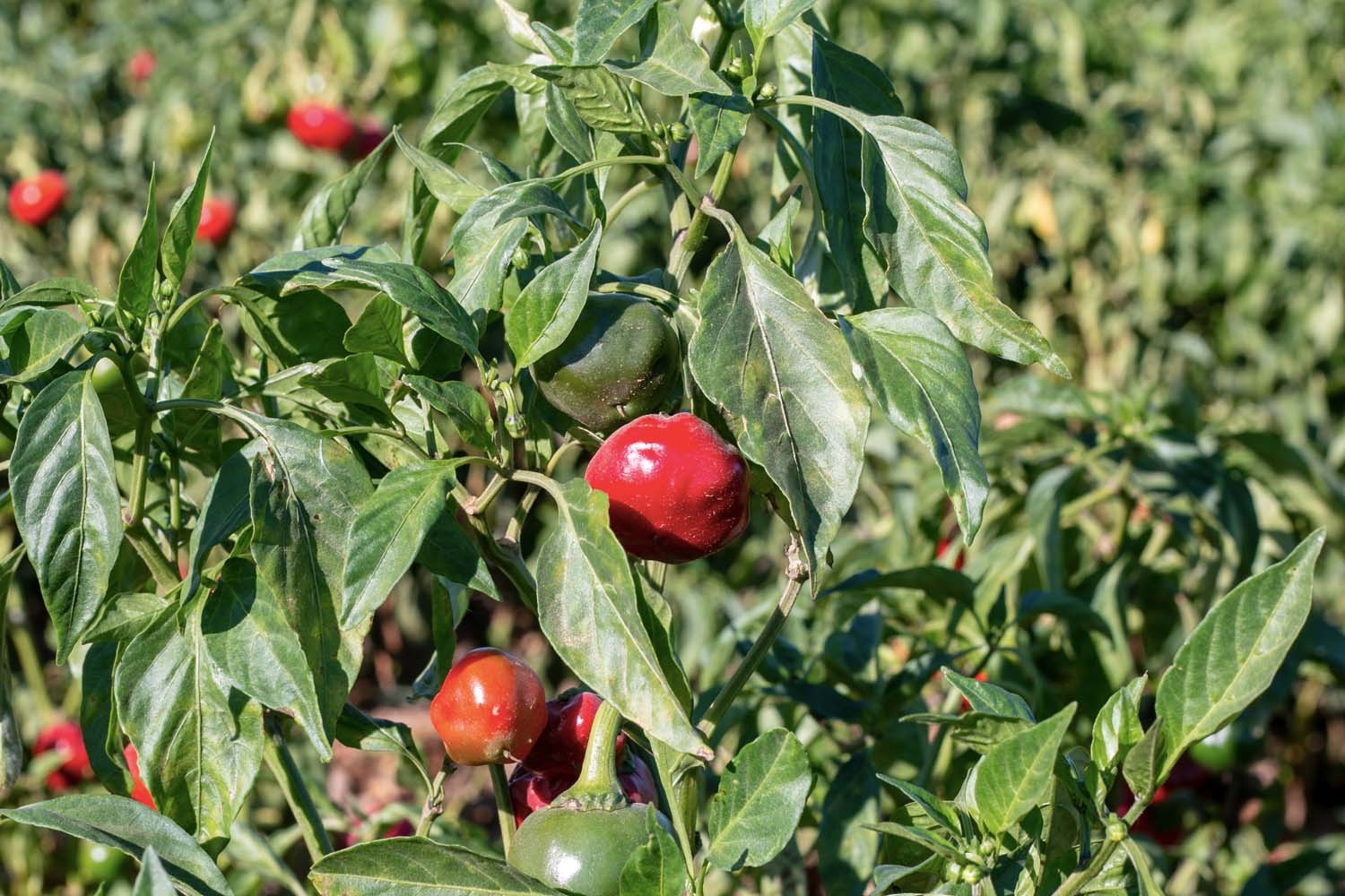 Paprika doux de Murcia - bio