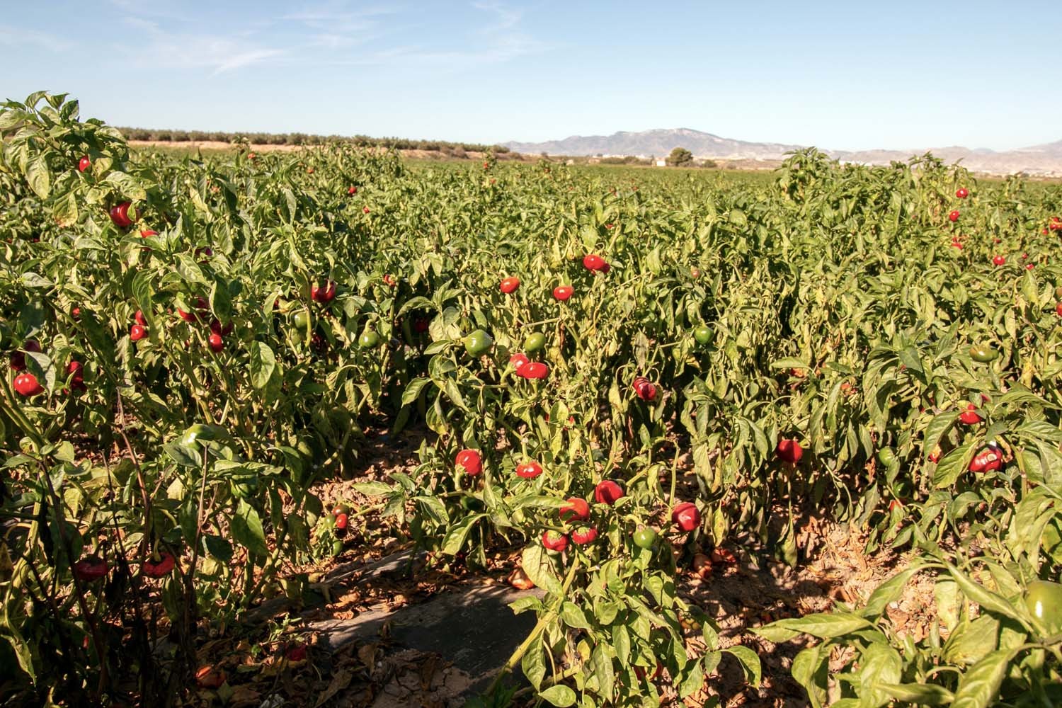 Piment ñora de Murcia - bio