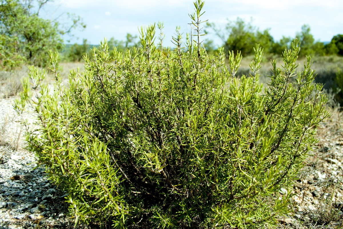 Romarin du Languedoc – bio et sauvage
