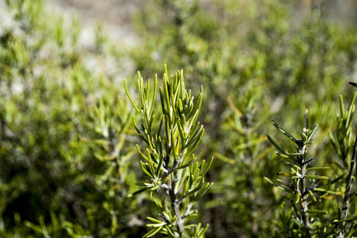 Romarin du Languedoc – bio et sauvage