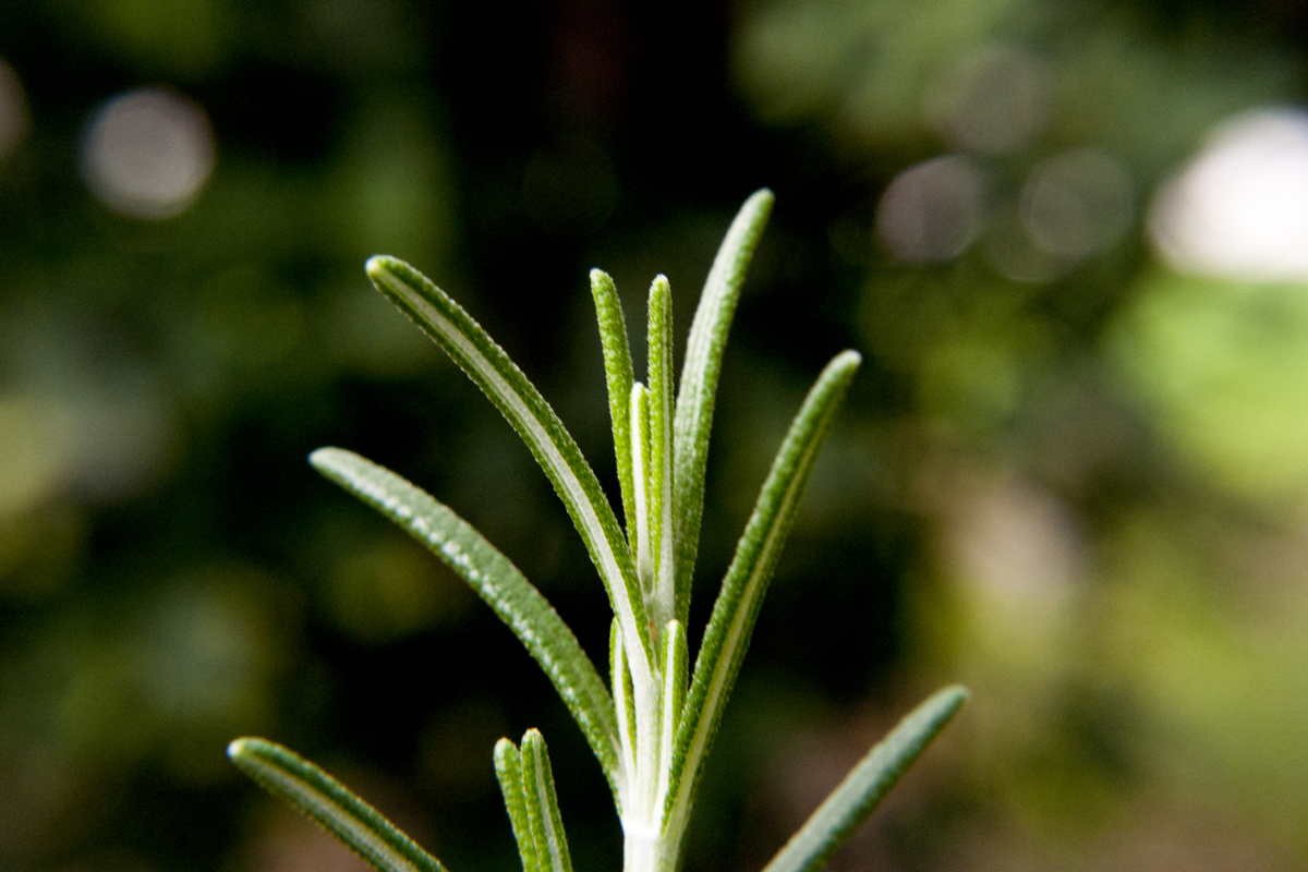 Romarin du Languedoc – bio et sauvage