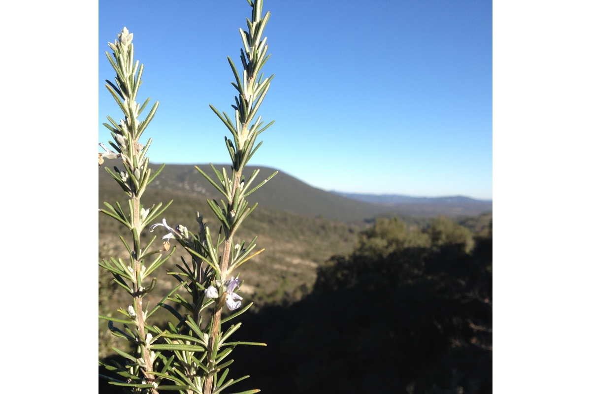 Romarin du Languedoc – bio et sauvage