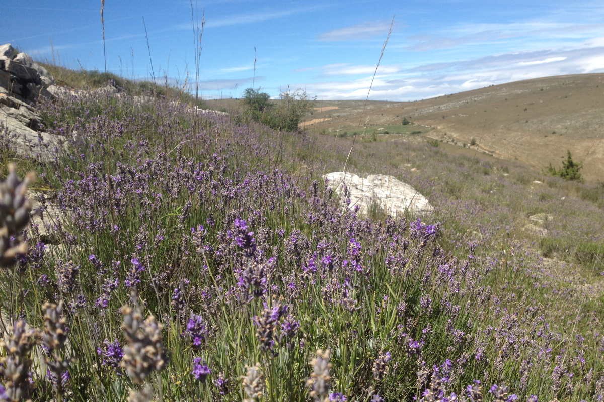 Lavande fine du Languedoc – bio et sauvage