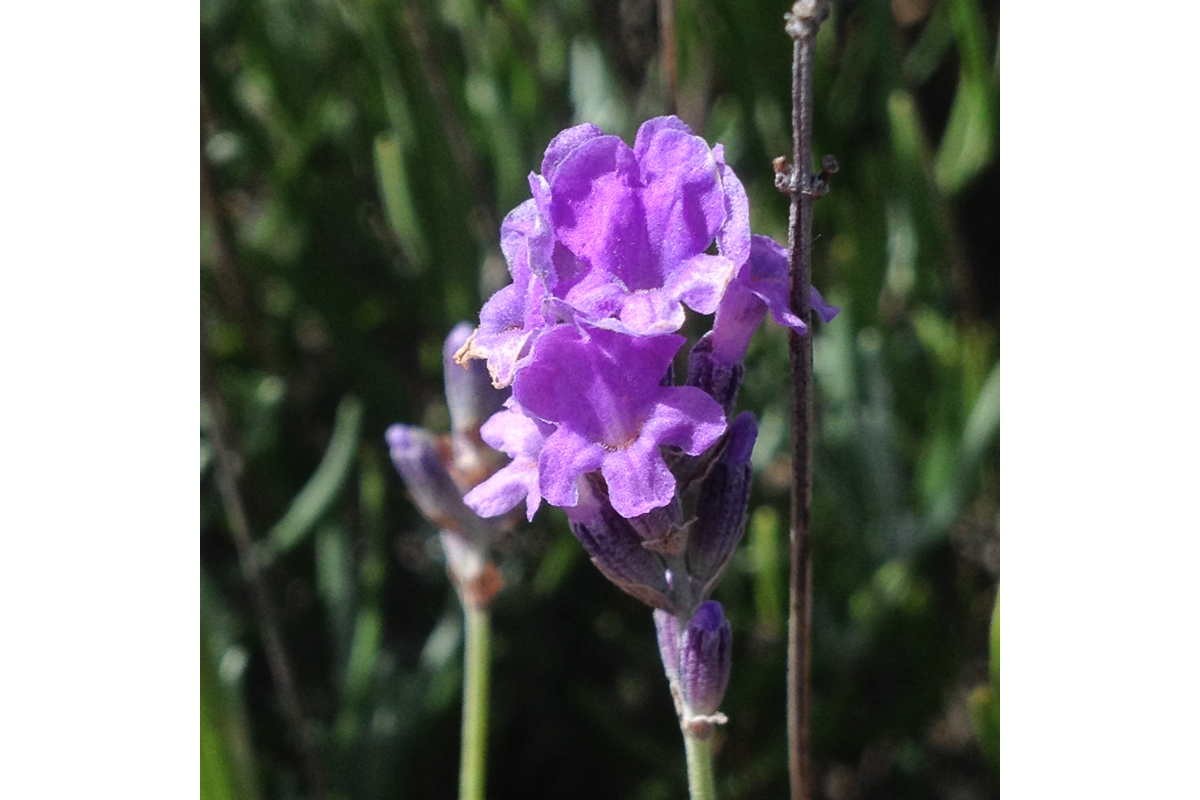 Lavande fine du Languedoc – bio et sauvage