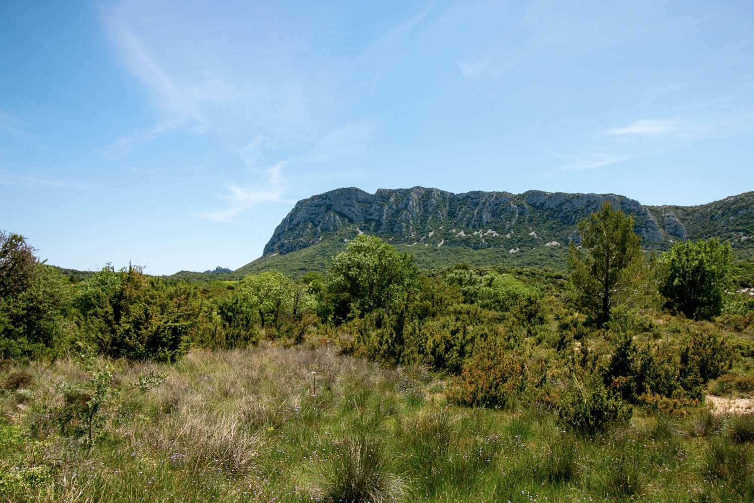 Lavande fine du Languedoc – bio et sauvage