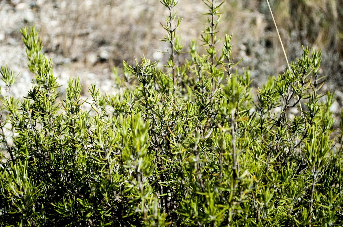 Herbes de Provence du Languedoc - bio et sauvage