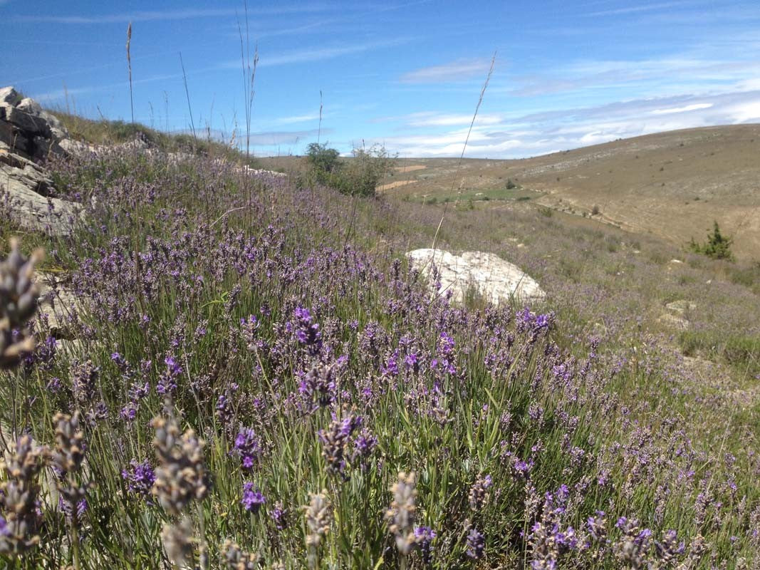 Herbes de Provence du Languedoc - bio et sauvage