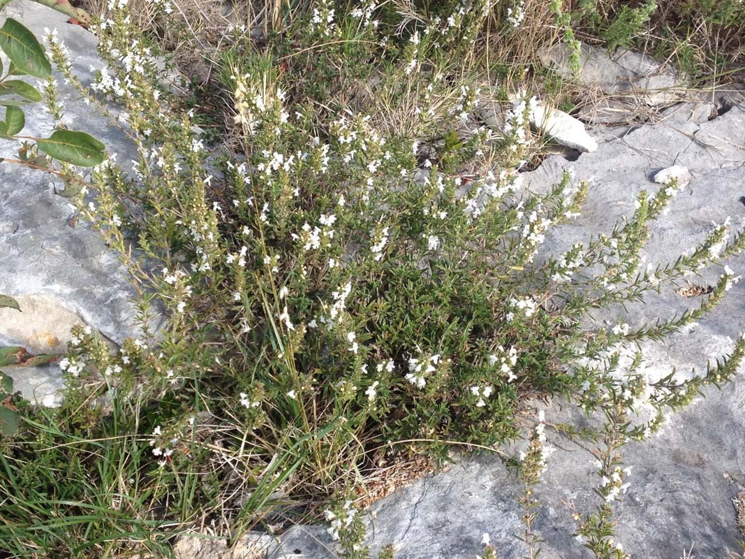 Herbes de Provence du Languedoc - bio et sauvage