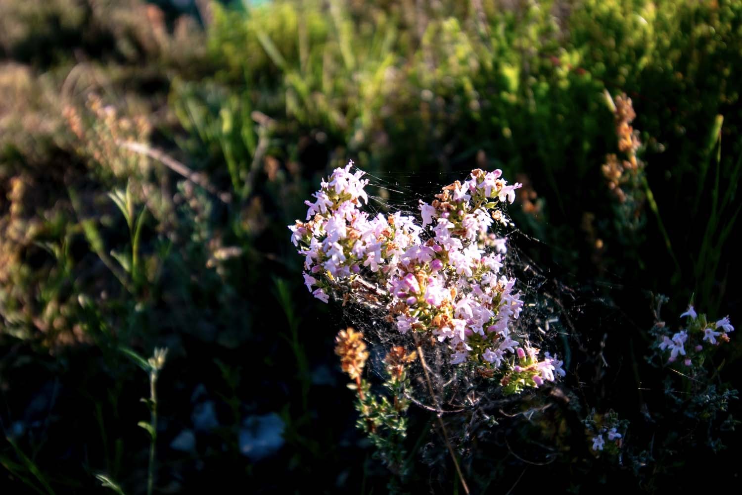Thym carvacrol du Languedoc – bio et sauvage