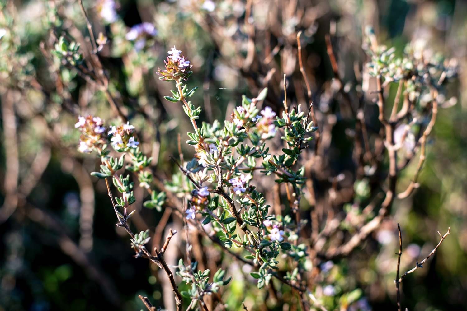 Thym carvacrol du Languedoc – bio et sauvage