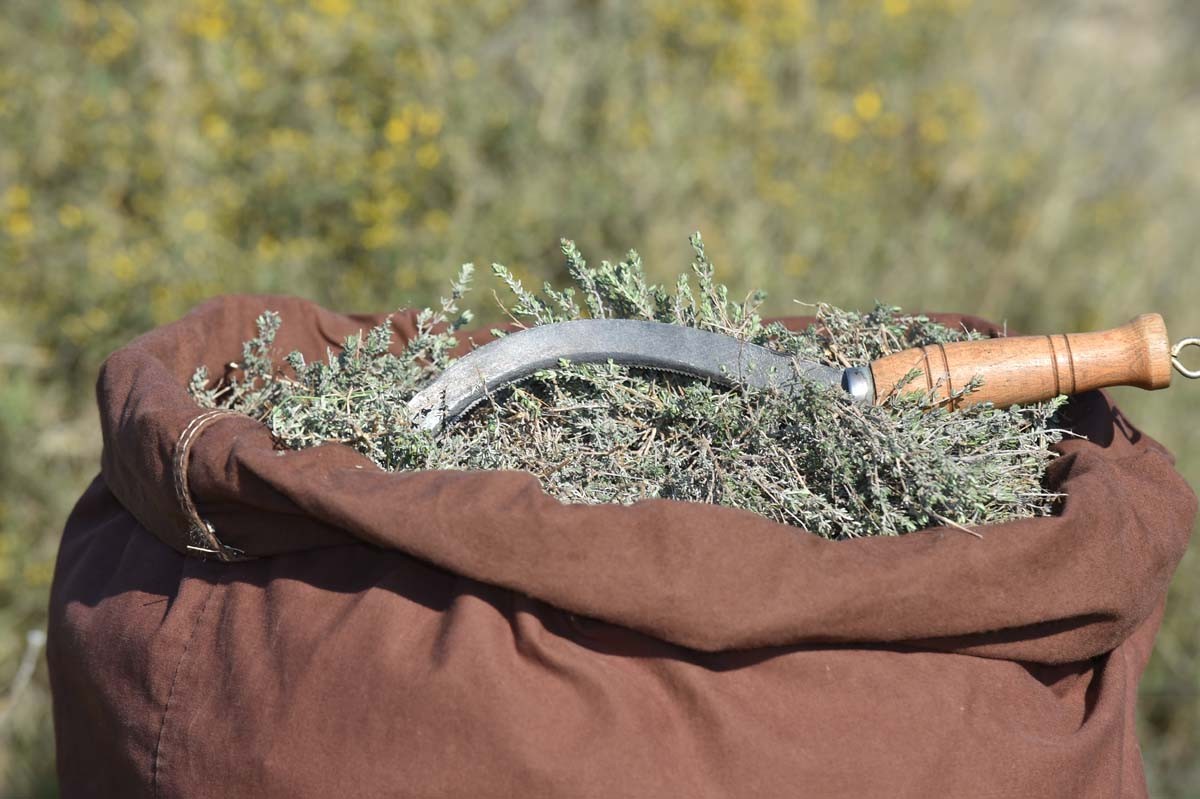Thym géraniol du Languedoc – bio et sauvage