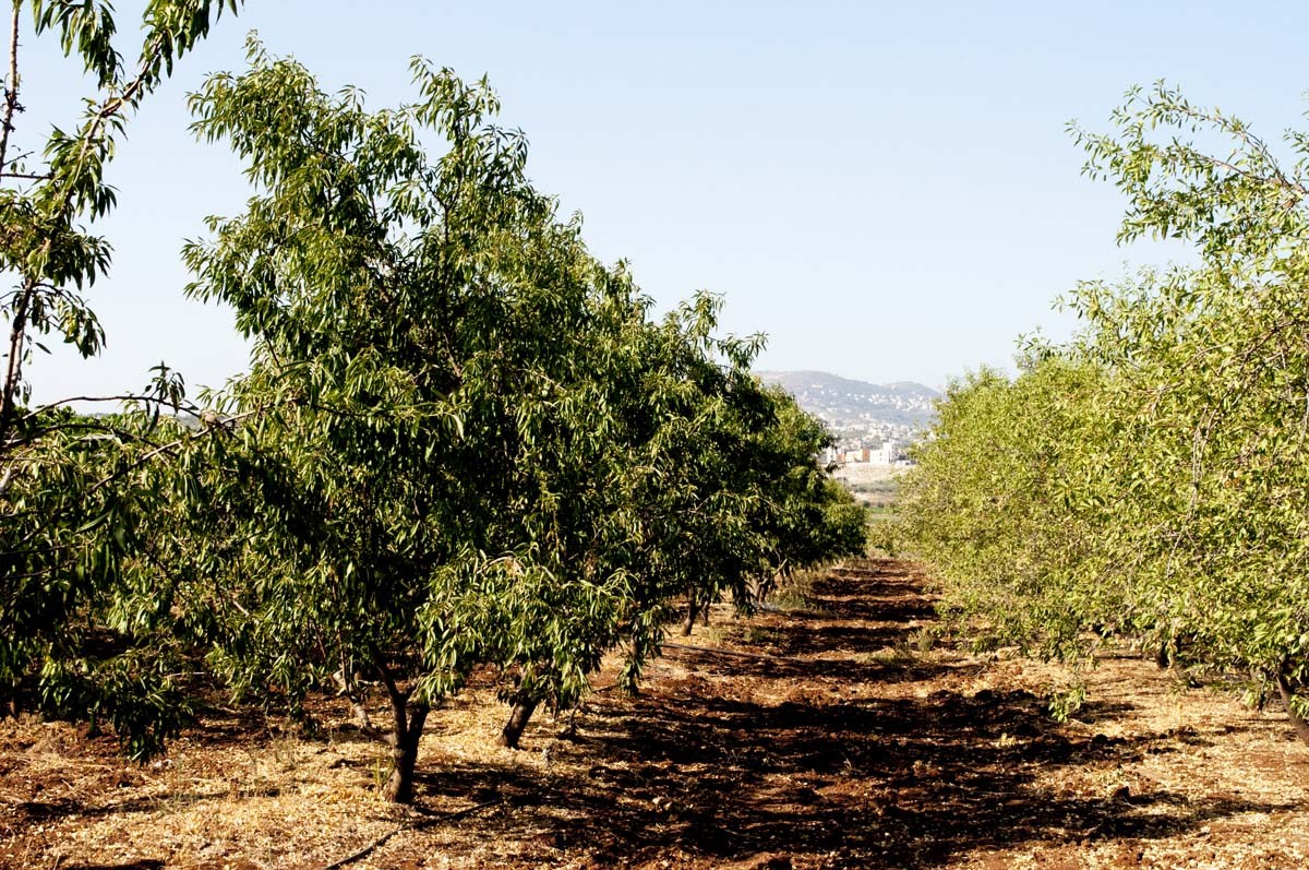 Amandes de Palestine - bio