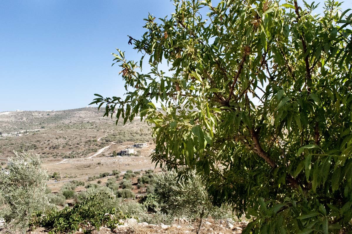 Amandes de Palestine - bio