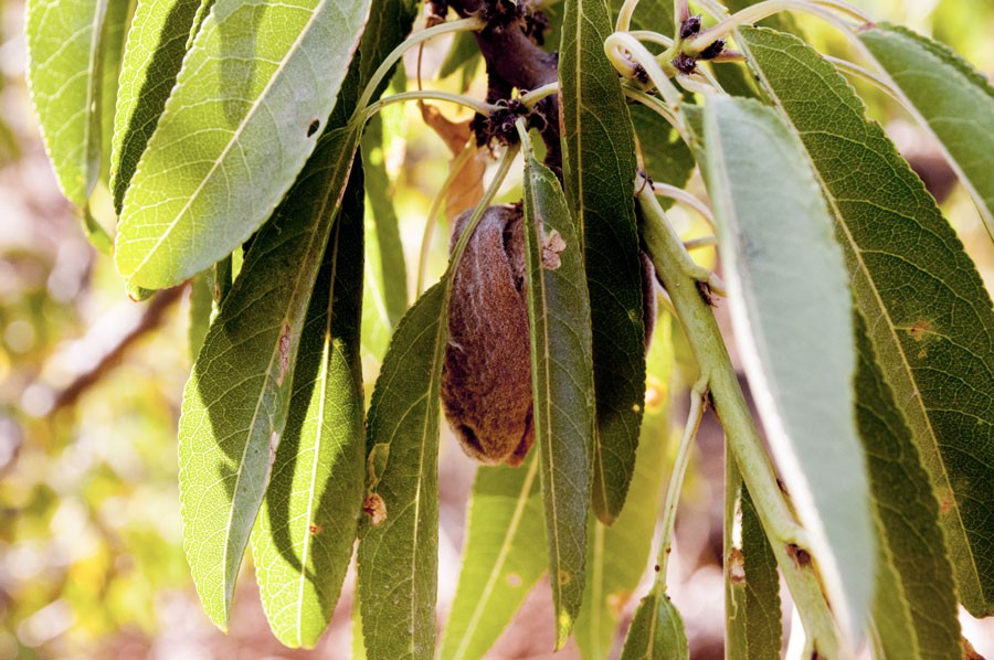 Amandes de Palestine - bio