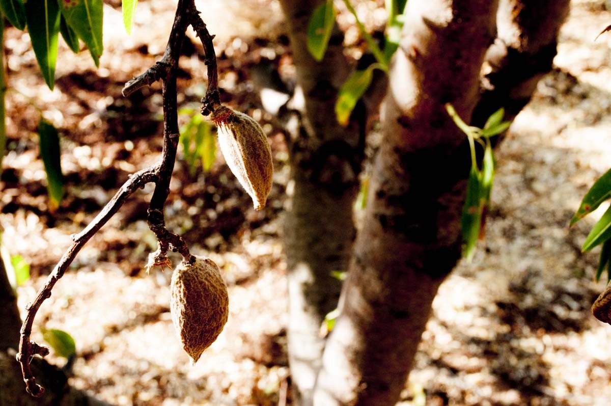 Amandes de Palestine - bio