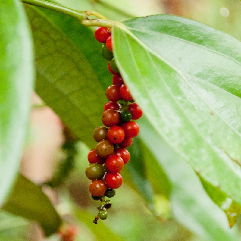 Poivre blanc de Malabar – bio