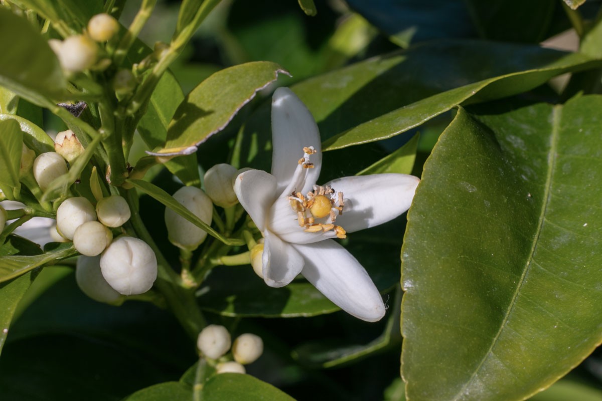 Eau de fleur d’oranger de Ligurie