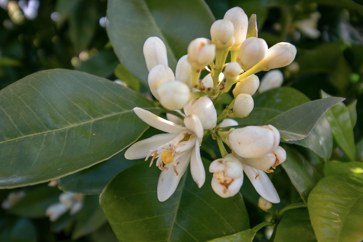 Eau de fleur d’oranger de Ligurie