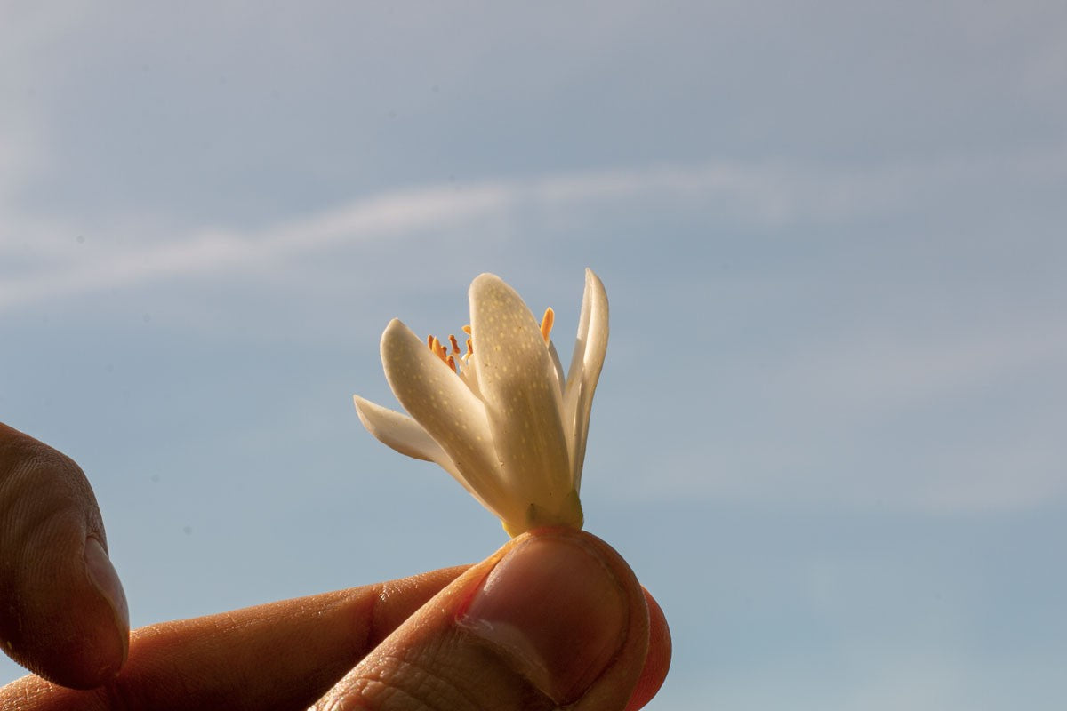 Eau de fleur d’oranger de Ligurie