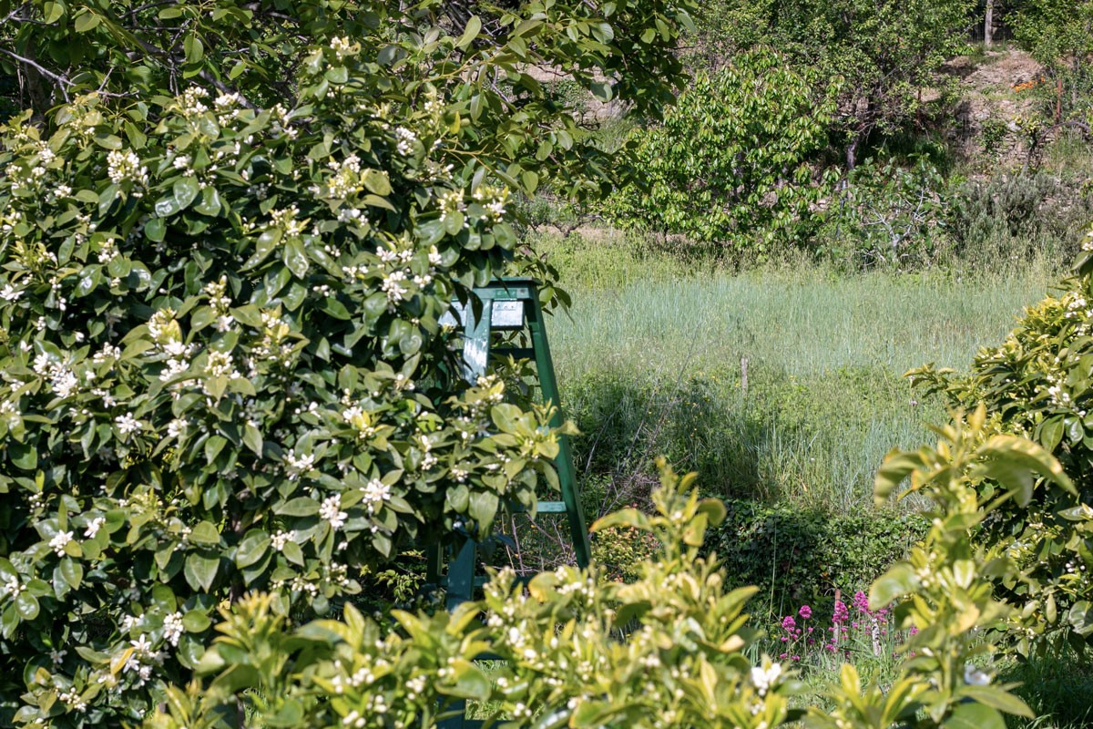 Eau de fleur d’oranger de Ligurie