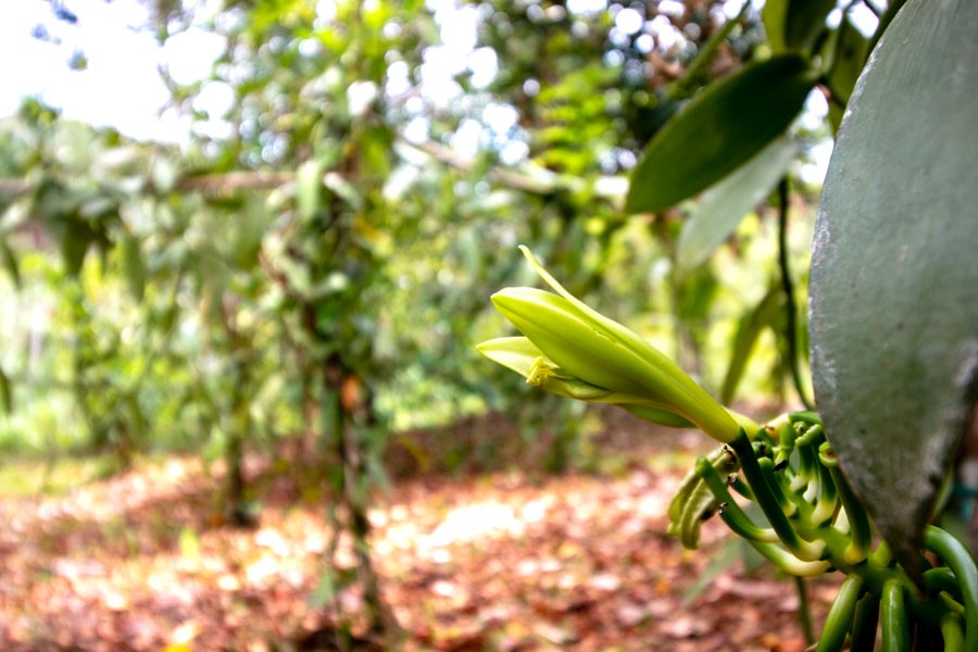 Vanille de Java