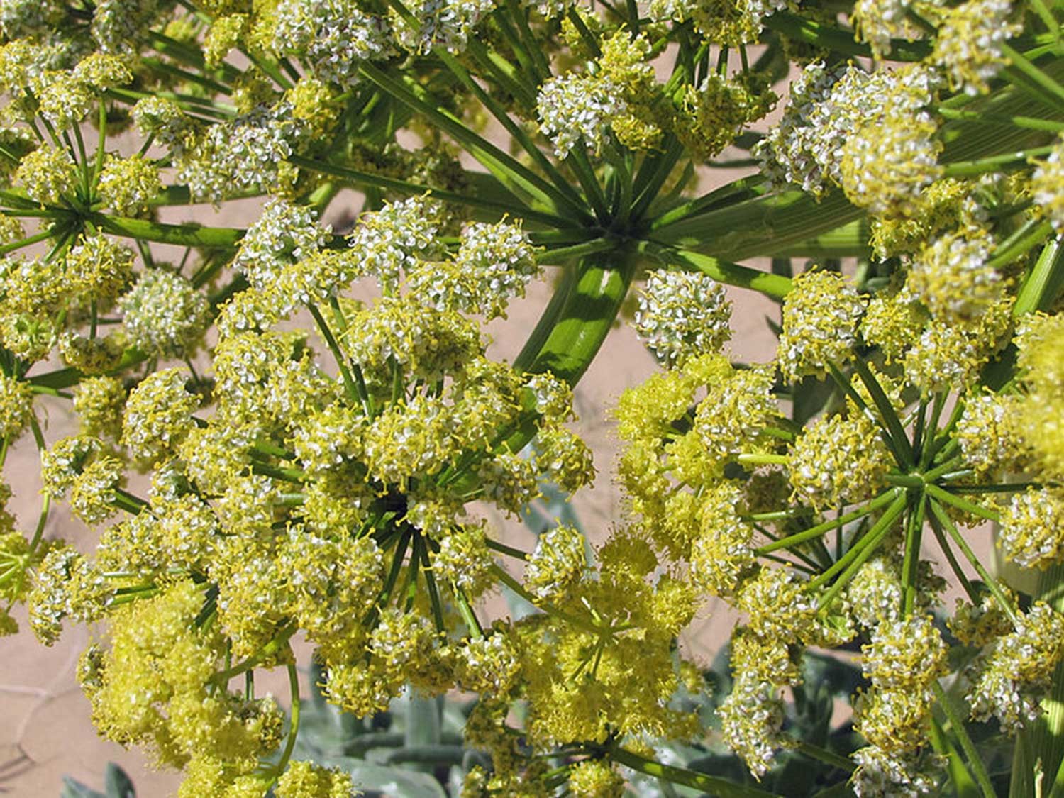 Ase fétide d’Iran - bio et sauvage