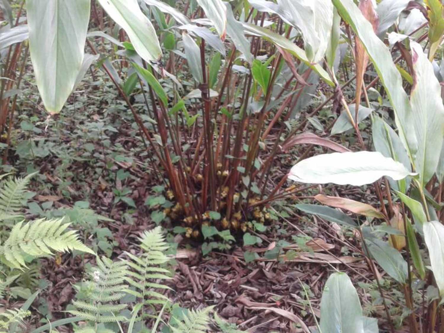 Cardamome noire du Népal - bio