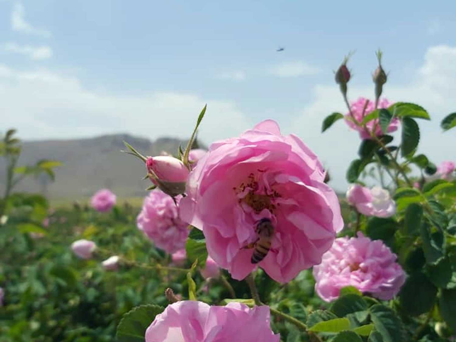 Rose d’Ispahan – bio et sauvage