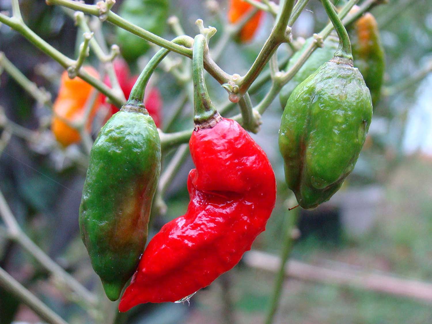 Piment bhut jolokia d’Assam