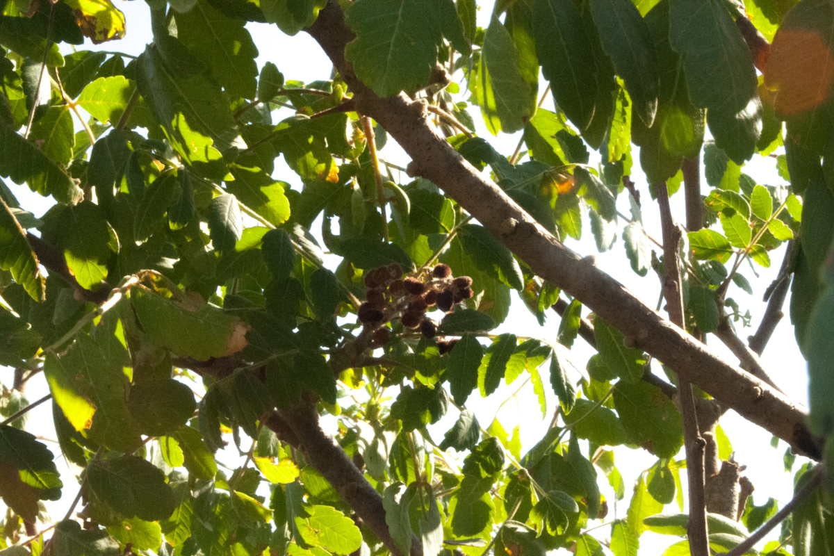 Sumac du Liban – sauvage