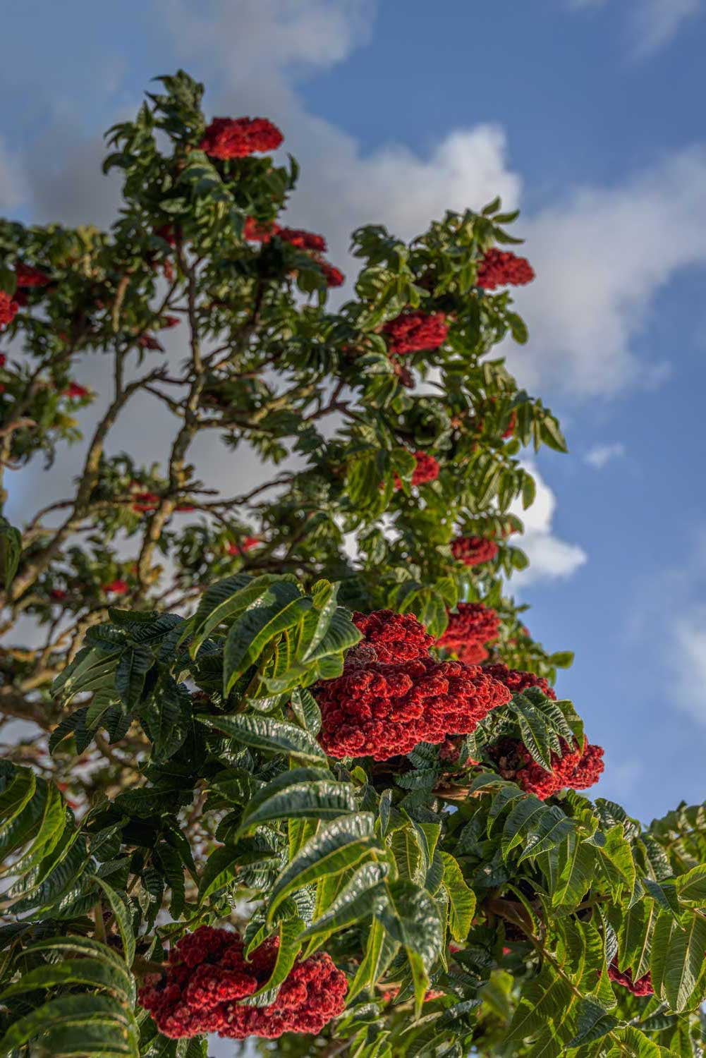 Sumac du Liban – sauvage
