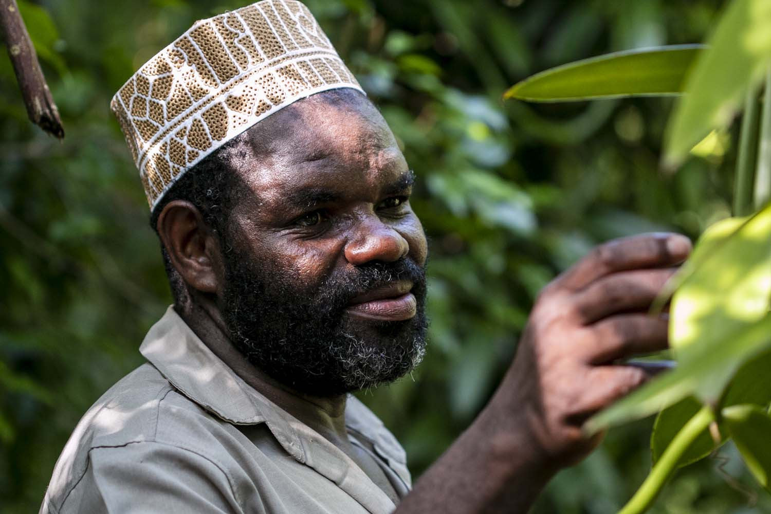 Citronnelle de Zanzibar - bio