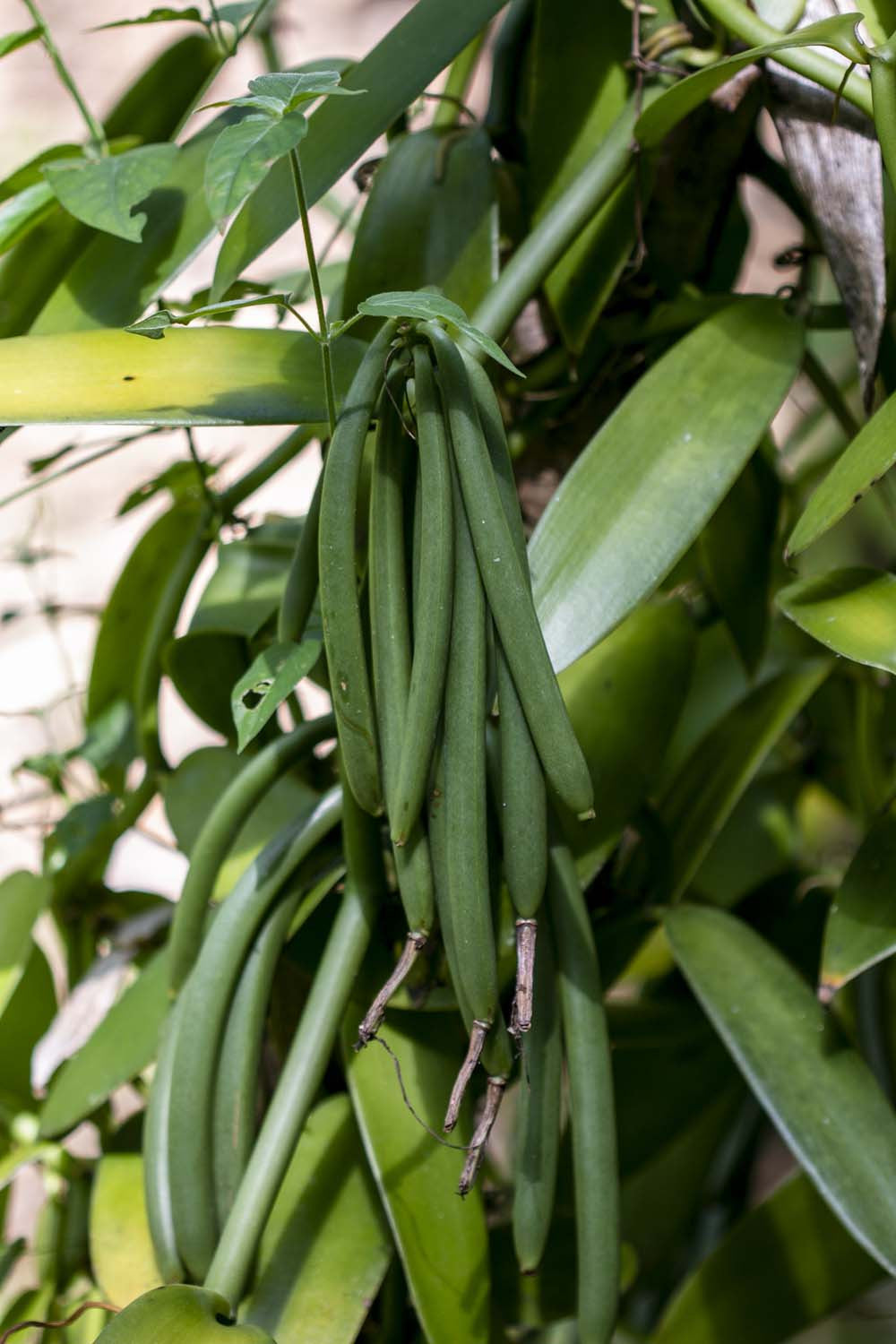 Vanille de Zanzibar – bio