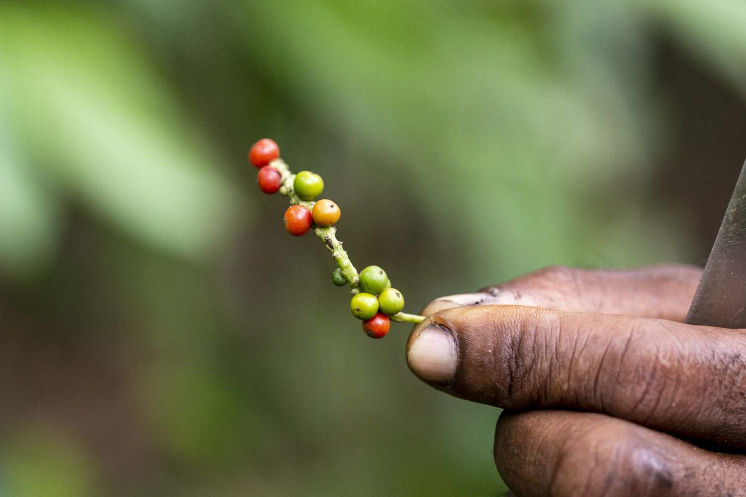 Poivre noir de Zanzibar – bio