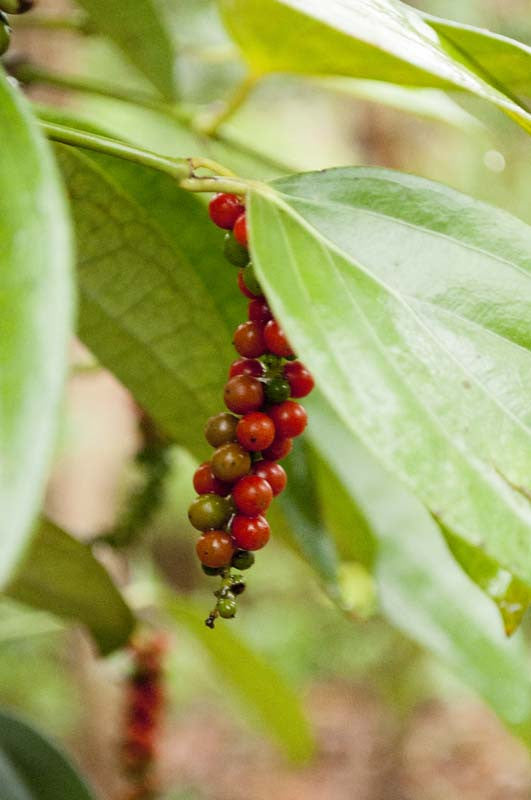 Poivre noir de Zanzibar – bio