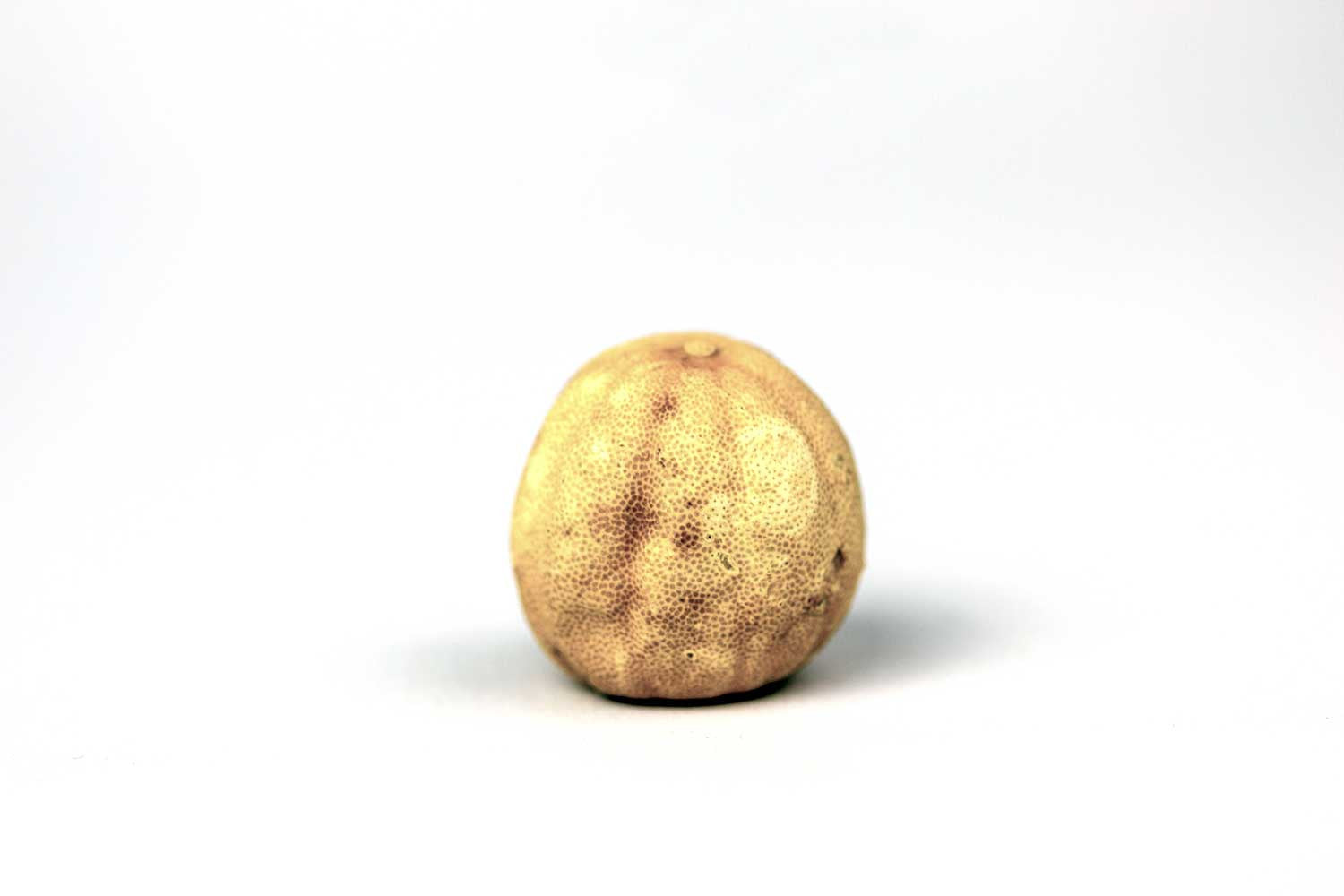 Citron blanc d’Iran